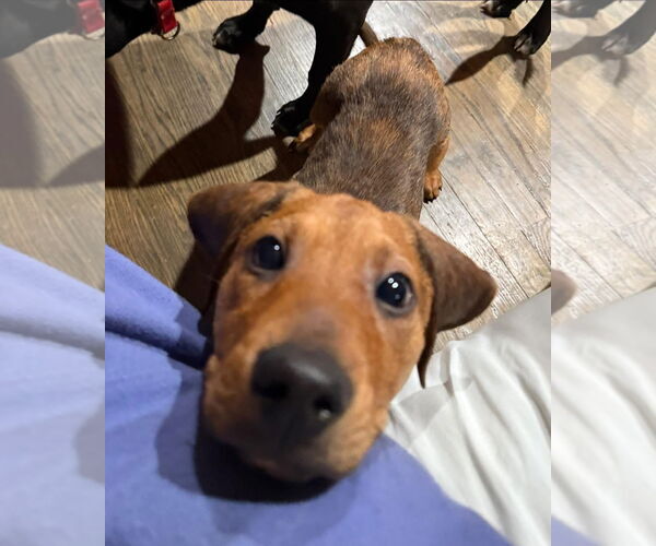 Medium Photo #1 Plott Hound-Unknown Mix Puppy For Sale in Germantown, OH, USA