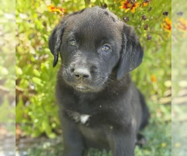 Medium Photo #1 Catahoula Leopard Dog-Labrador Retriever Mix Puppy For Sale in San Diego, CA, USA