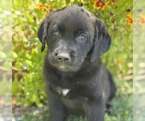 Catahoula Leopard Dog-Labrador Retriever Mix Dogs for adoption in San Diego, CA, USA