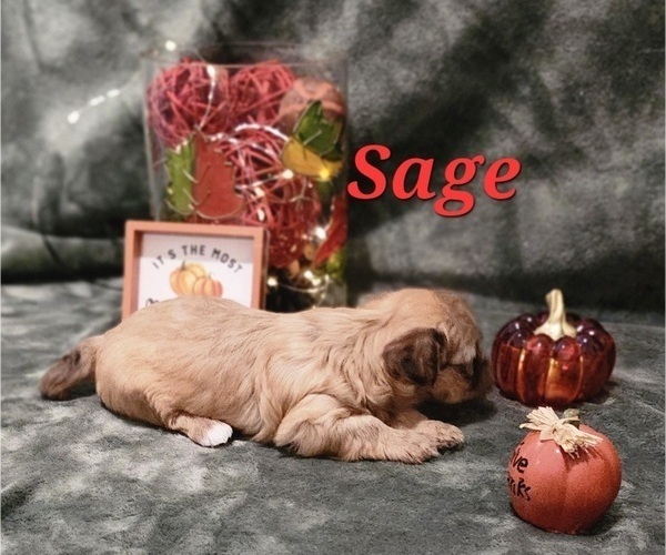 Medium Photo #9 Havanese Puppy For Sale in ALBION, PA, USA