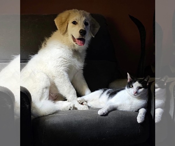 Medium Photo #1 Great Pyrenees Puppy For Sale in Croydon, NH, USA