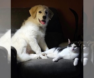 Great Pyrenees Dogs for adoption in Croydon, NH, USA