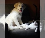 Merida - Female Great Pyrenees Dog for Adoption - Small photo