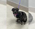 Small Chihuahua Mix