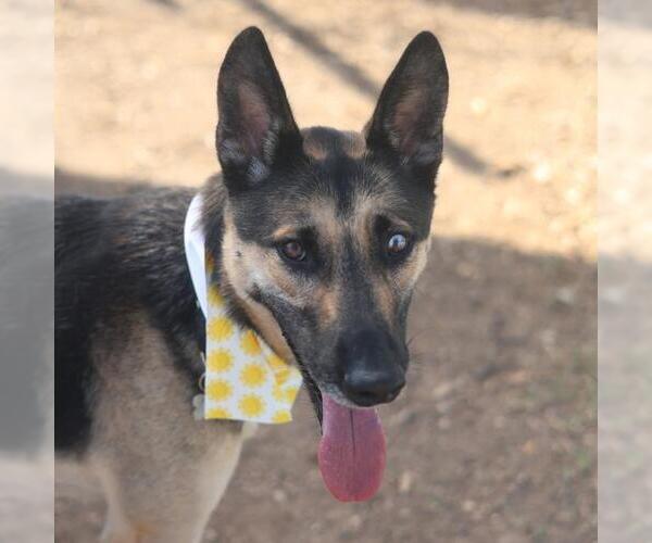 Medium Photo #1 German Shepherd Dog Puppy For Sale in San Antonio, TX, USA