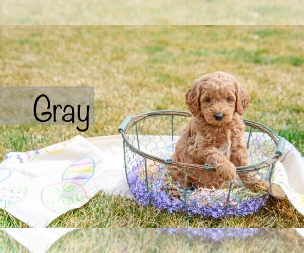 Medium Photo #12 Goldendoodle Puppy For Sale in GARDEN CITY, ID, USA