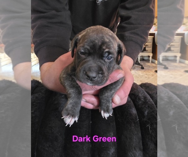 Medium Photo #3 Cane Corso Puppy For Sale in SPARTA, WI, USA