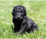 Small Photo #16 Saint Berdoodle Puppy For Sale in CLAYTON, WA, USA
