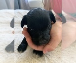Small Photo #7 Aussie-Poo Puppy For Sale in ODIN, IL, USA