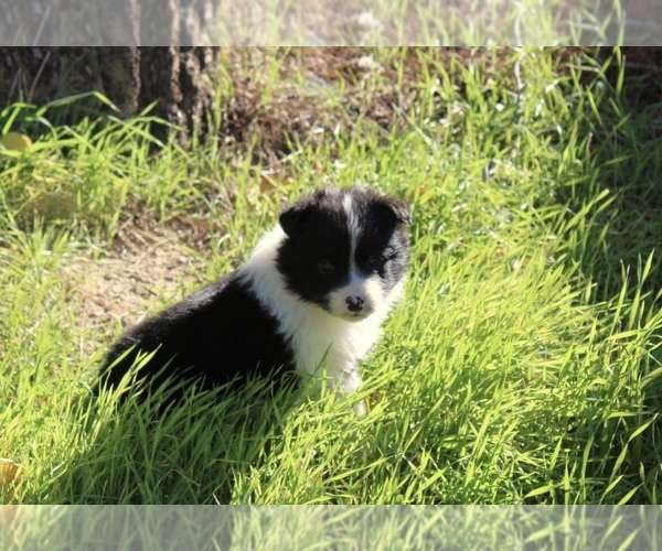 Medium Photo #2 Australian Shepherd Puppy For Sale in ACTON, CA, USA
