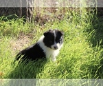 Small #1 Australian Shepherd