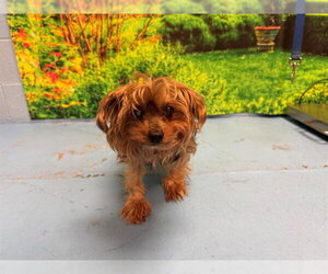Mutt Dogs for adoption in Moreno Valley, CA, USA
