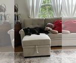 Small #7 Rottweiler-American Pit Bull Terrier