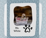 Puppy Ms White Golden Retriever