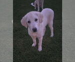 Small #1 Great Pyrenees Mix