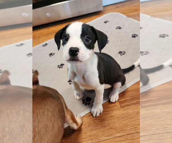 Medium Photo #3 Boston Huahua Puppy For Sale in St. Louis Park, MN, USA