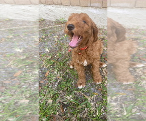 Goldendoodle Puppy for sale in WEST PALM BEACH, FL, USA