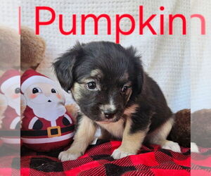 Maltese-Poodle (Standard) Mix Dogs for adoption in San Bernardino, CA, USA