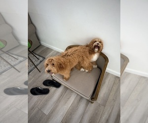 Goldendoodle (Miniature) Puppy for sale in PORTER RANCH, CA, USA