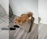Small Goldendoodle (Miniature)