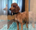Small #4 Poodle (Standard)