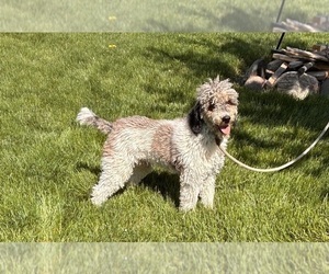 Father of the Poodle (Miniature)-Whoodle Mix puppies born on 08/22/2025