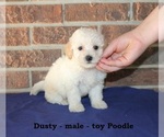 Small Poodle (Toy)