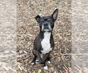 Boston Terrier Dogs for adoption in Fremont, CA, USA