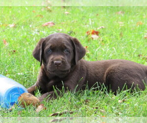 Labrador Retriever Puppy for sale in LOUDONVILLE, OH, USA