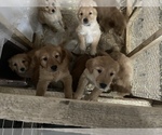Small Photo #2 Golden Retriever Puppy For Sale in LIME SPRINGS, IA, USA