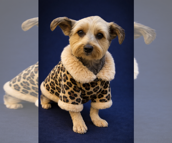 Medium Photo #15 Mutt Puppy For Sale in Allentown,, PA, USA