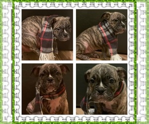 American Bully Mikelands -English Bulldog Mix Puppy for Sale in DECATUR, Georgia USA