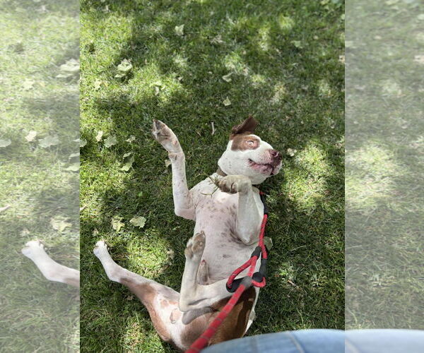 Medium Photo #5 American Bulldog-German Shorthaired Pointer Mix Puppy For Sale in Visalia, CA, USA