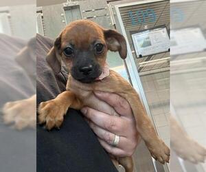 Chihuahua Dogs for adoption in San Martin, CA, USA