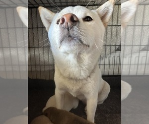 Mother of the Shiba Inu puppies born on 02/24/2026