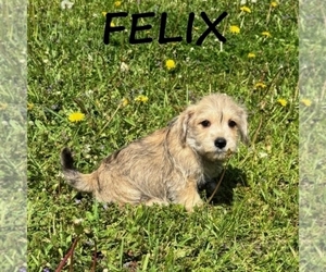 Schnoodle (Miniature) Puppy for sale in HARTLAND, MN, USA