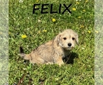 Image preview for Ad Listing. Nickname: Felix