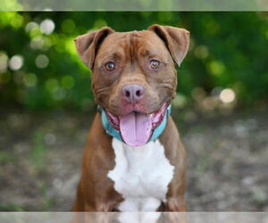 American Pit Bull Terrier-Unknown Mix Dogs for adoption in Tavares, FL, USA