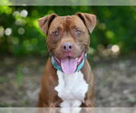 Small American Pit Bull Terrier Mix