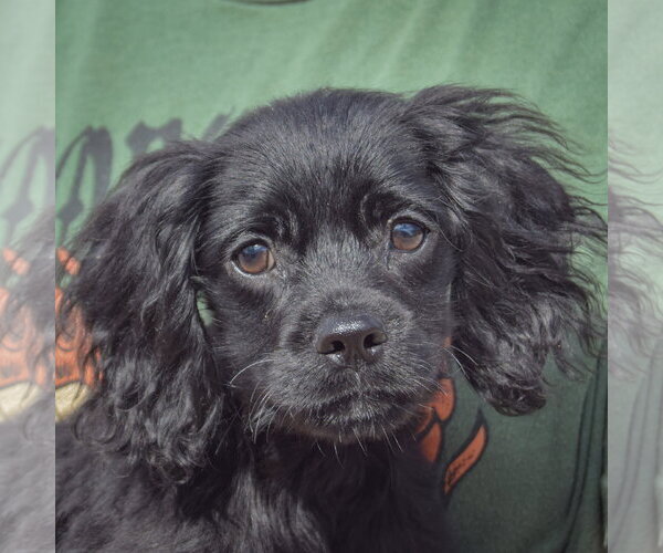 Medium Photo #5 Cocker Spaniel-Unknown Mix Puppy For Sale in Huntley, IL, USA