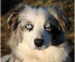 Small Photo #1 Australian Shepherd Puppy For Sale in CHEHALIS, WA, USA
