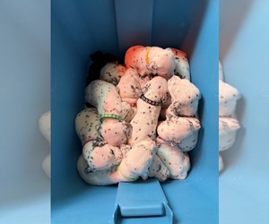 Dalmatian Puppy for sale in BRISTOL, IN, USA