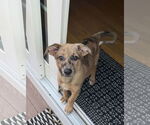 Small #3 Catahoula Leopard Dog Mix