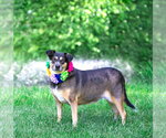 Small #1 Mutt