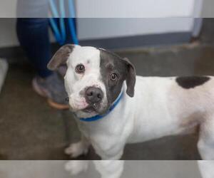 Bluey - Male Mutt Dog for Adoption