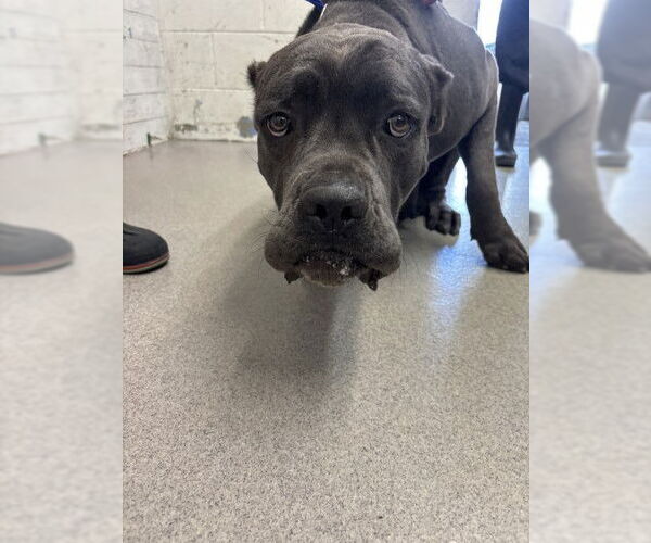 Medium Photo #1 Mutt Puppy For Sale in San Bernardino, CA, USA