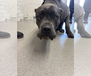 Mutt Dogs for adoption in San Bernardino, CA, USA