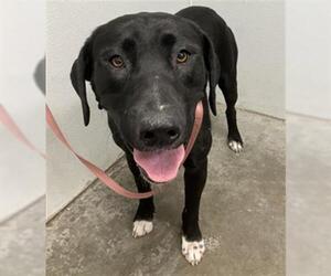 Labrador Retriever Dogs for adoption in Rosenberg, TX, USA