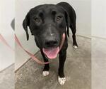 Small Labrador Retriever