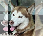 Small #3 Siberian Husky